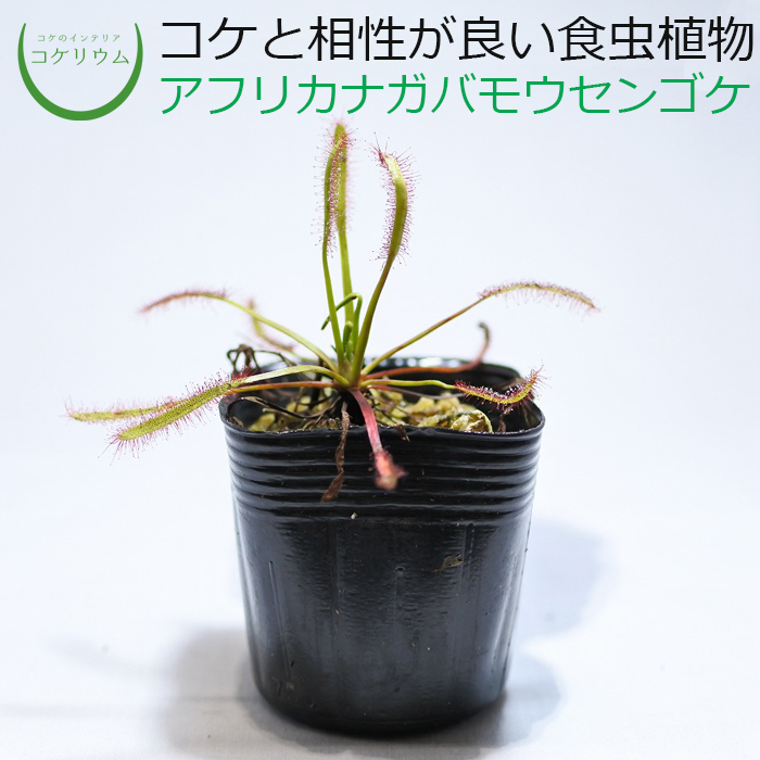 楽天市場 テラリウム コケリウム 食虫植物 苔 コケ 苔テラリウム 苔リウム アクアリウム アクアテラリウム 観葉植物 園芸 ハイドロカルチャー ガーデニング グリーン インテリア 緑 苔盆栽 癒し Moss 初心者 アフリカナガバモウセンゴケ コケのインテリア コケリウム