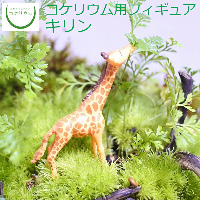 楽天市場 観葉植物 おしゃれ ミニ テラリウム フィギュア ミニ観葉 コケリウム 苔 コケ 苔テラリウム 苔リウム アクアリウム アクアテラリウム 園芸 ハイドロカルチャー ガーデニング グリーン インテリア 緑 苔盆栽 癒し Moss 初心者 コケリウムフィギュア キリン