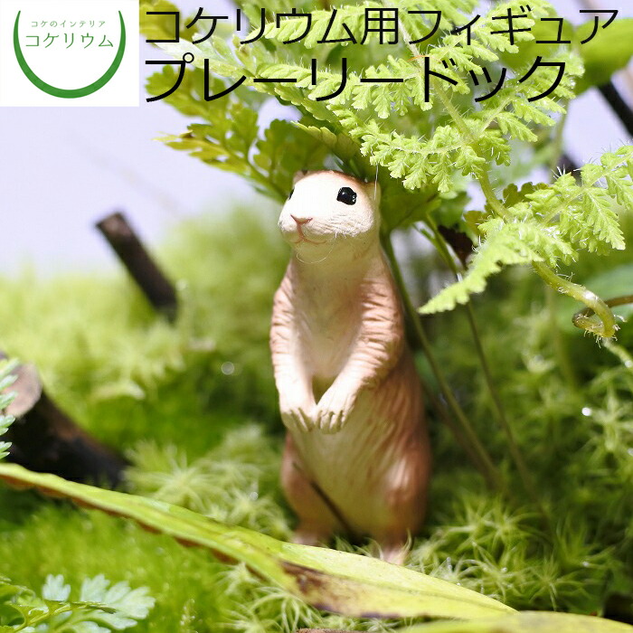 楽天市場 観葉植物 おしゃれ ミニ テラリウム フィギュア ミニ観葉 コケリウム 苔 コケ 苔テラリウム 苔リウム アクアリウム アクアテラリウム 園芸 ハイドロカルチャー ガーデニング グリーン インテリア 緑 苔盆栽 癒し Moss 初心者 コケリウムフィギュア
