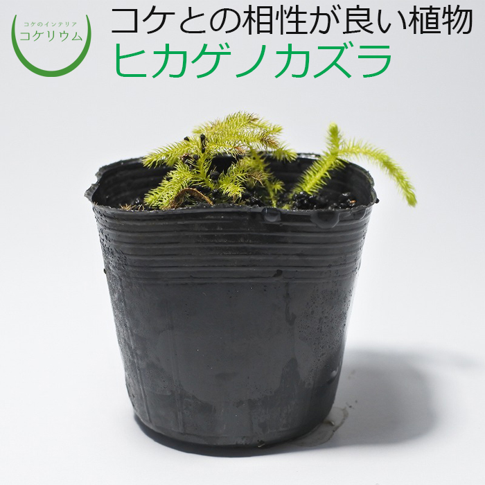 楽天市場 テラリウム コケリウム シダ シダ植物 山野草 苔 コケ 苔テラリウム 苔リウム アクアリウム アクアテラリウム 観葉植物 園芸 ハイドロカルチャー ガーデニング グリーン インテリア 緑 苔盆栽 癒し Moss 初心者 ヒカゲノカズラ コケのインテリア コケリウム