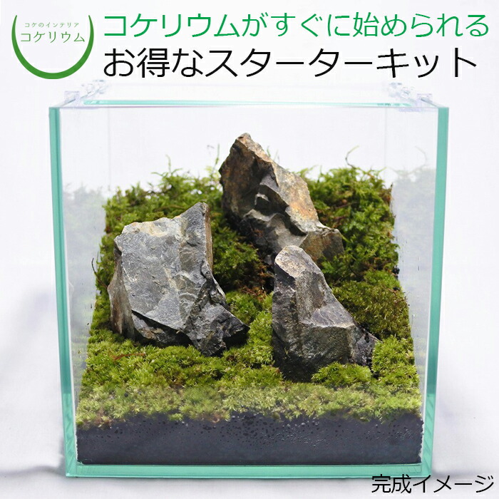 楽天市場】【送料無料 観葉植物 おしゃれ ミニ テラリウム キット 