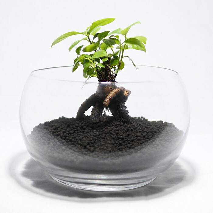 楽天市場 送料無料 観葉植物 おしゃれ ミニ テラリウム キット コケリウム 苔 コケ 苔テラリウム 苔リウム アクアリウム アクアテラリウム 園芸 ハイドロカルチャー ガーデニング グリーン インテリア 緑 苔盆栽 癒し Moss 初心者 パック セット コケリウムキット