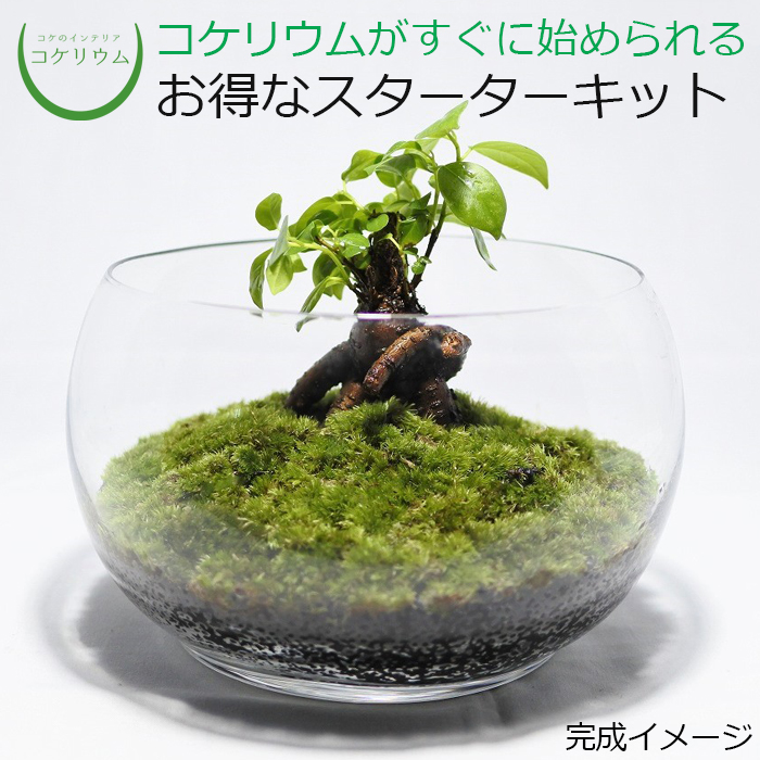 期間限定60％OFF! コケリウム 苔リウム 苔盆栽 観葉植物 園芸 苔 テラリウム ミズゴケ