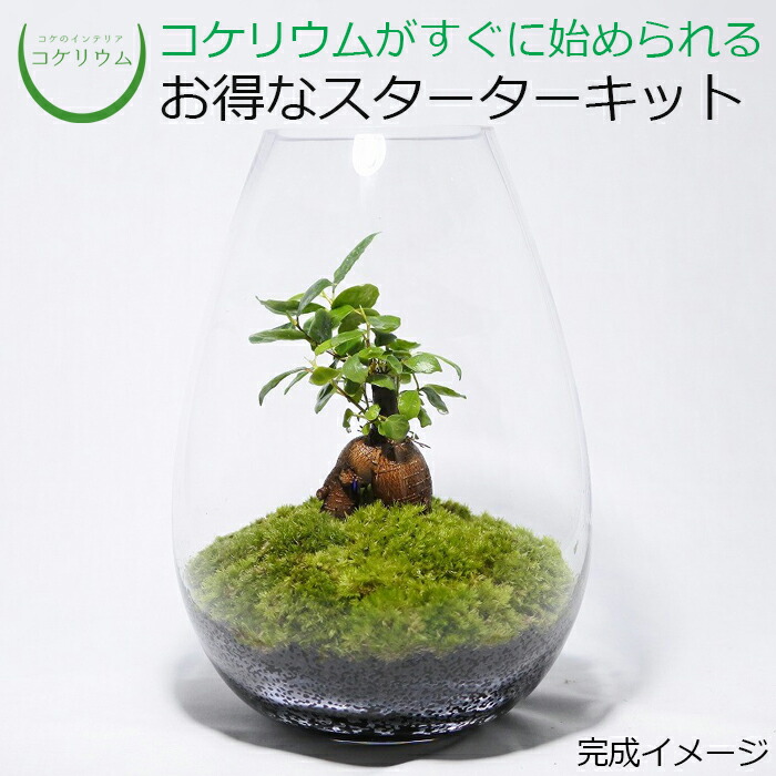 限定特価 コケリウム 苔リウム 苔盆栽 観葉植物 園芸 苔 シノブゴケamp;コツボゴケ テラリウム 苔