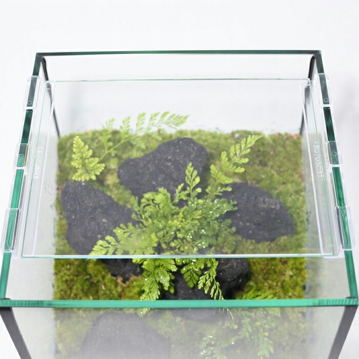 送料無料 観葉植物 おしゃれ ミニ テラリウム キット コケリウム 苔 コケ 苔テラリウム 苔リウム アクアリウム アクアテラリウム 園芸 ハイドロカルチャー ガーデニング グリーン インテリア 緑 苔盆栽 癒し Moss 初心者 パック セット コケリウムキット 黒溶岩石の森