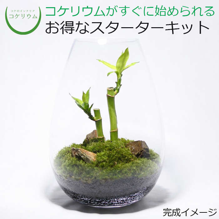 送料無料 観葉植物 おしゃれ ミニ テラリウム キット コケリウム 苔 コケ 苔テラリウム 苔リウム アクアリウム アクアテラリウム 園芸 ハイドロカルチャー ガーデニング グリーン インテリア 緑 苔盆栽 癒し 初心者 パック セット コケリウムキット ミリオンバンブー