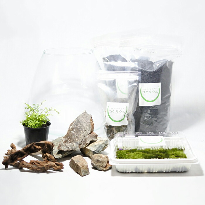 送料無料 観葉植物 おしゃれ ミニ テラリウム キット コケリウム 苔 コケ 苔テラリウム 苔リウム アクアリウム アクアテラリウム 園芸 ハイドロカルチャー ガーデニング グリーン インテリア 緑 苔盆栽 癒し Moss 初心者 パック セット コケリウムキット 森の洞窟