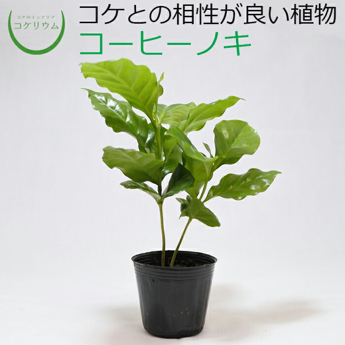 楽天市場 観葉植物 おしゃれ ミニ テラリウム ミニ観葉 コケリウム 苔 コケ 苔テラリウム 苔リウム アクアリウム アクアテラリウム 園芸 ハイドロカルチャー ガーデニング グリーン インテリア 緑 苔盆栽 癒し Moss 初心者 コーヒーノキ コケのインテリア コケリウム