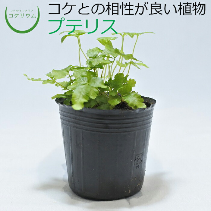 楽天市場 テラリウム コケリウム 苔 コケ 苔テラリウム 苔リウム アクアリウム アクアテラリウム 観葉植物 園芸 ハイドロカルチャー ガーデニング グリーン インテリア 緑 苔盆栽 癒し Moss 初心者 カビを抑えるスプレー コケのインテリア コケリウム