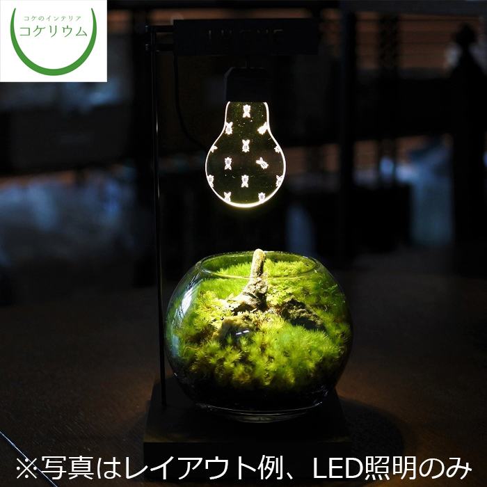 観葉植物 おしゃれ ミニ テラリウム Led 照明 コケリウム 苔 コケ 苔テラリウム 苔リウム アクアリウム アクアテラリウム 園芸 ハイドロカルチャー ガーデニング グリーン インテリア 緑 苔盆栽 癒し Moss 初心者 コケリウムled照明 ルーチェ ファイアフライ