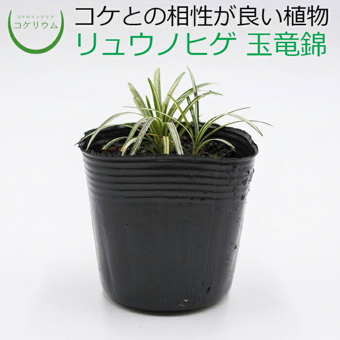【楽天市場】【テラリウム コケリウム 観葉植物 植物 山野草 苔 コケ 苔テラリウム 苔リウム アクアリウム アクアテラリウム 観葉植物 園芸