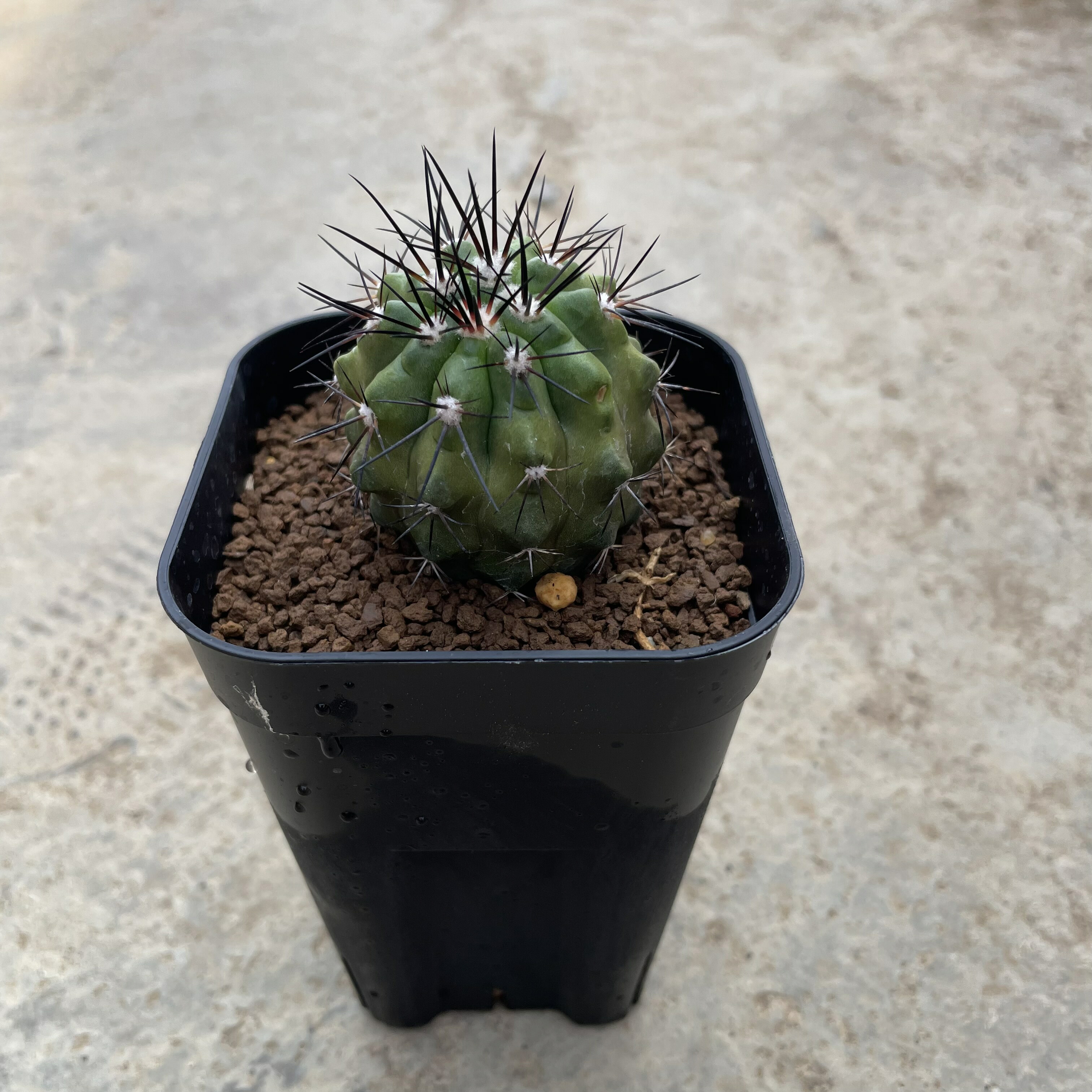 Copiapoa コピアポア ブリトゲシイ（実生） 2.5号鉢 管理方法付き サボテン 塊根植物 多肉植物 希少 珍奇植物 コレクション インテリアグリーン 観葉植物 プレゼント ギフト おしゃれ｜花のまちころぼっくる