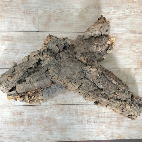 着生板   ビカクシダプレート 木曽檜板   檜  コウモリラン   着生植物 楽天市場】コウモリラン ビカクシダ 着生板 コルクフラット S