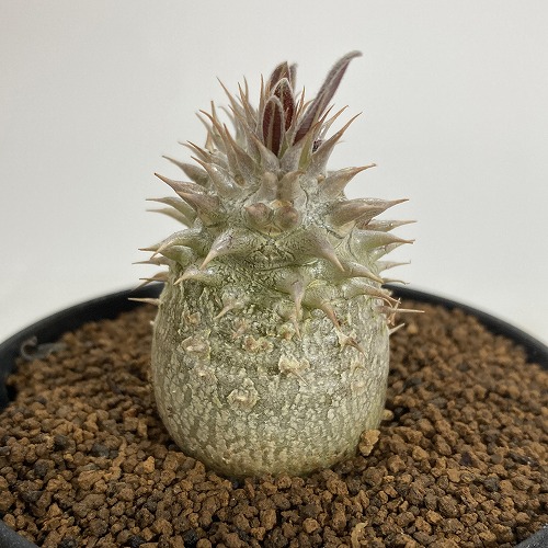 パキポディウム デンシフローラム 号数 サボテン長田 観葉植物 コーデックス ビザールプランツ 乾燥状態に頑強 ファン Hotjobsafrica Org
