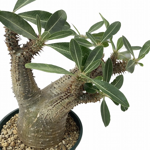 楽天市場】多肉植物 caパキポディウム レウコキサンツム 白花 恵比寿