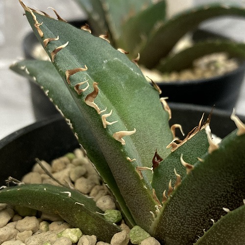 楽天市場】希少! 多肉植物 アガベ チタノタ 南アフリカ ダイヤモンド 楽天市場】希少! 多肉植物 アガベ チタノタ 南アフリカ ダイヤモンド