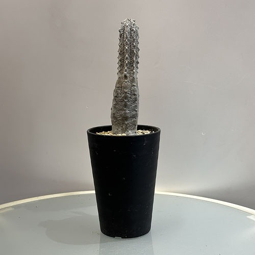 激レア ユ一フォルビア アブデルクリ 4本セット サボテン　柱サボテン 楽天市場】多肉植物 ユーフォルビア アブデルクリ 3.5号 個体D