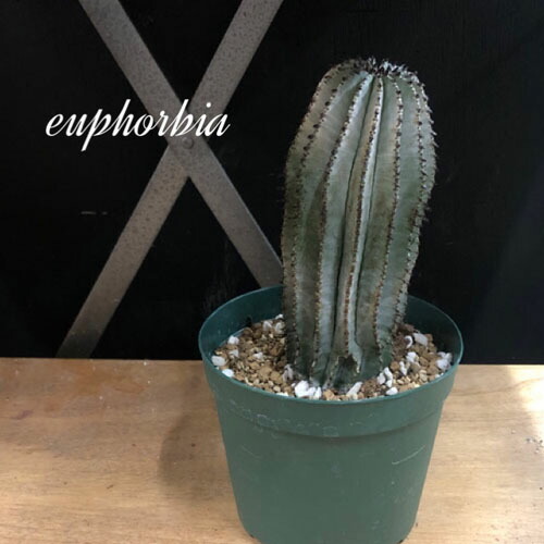ユーフォルビアクリスパ caudex-euphorbia-crispa-am01s.jpg
