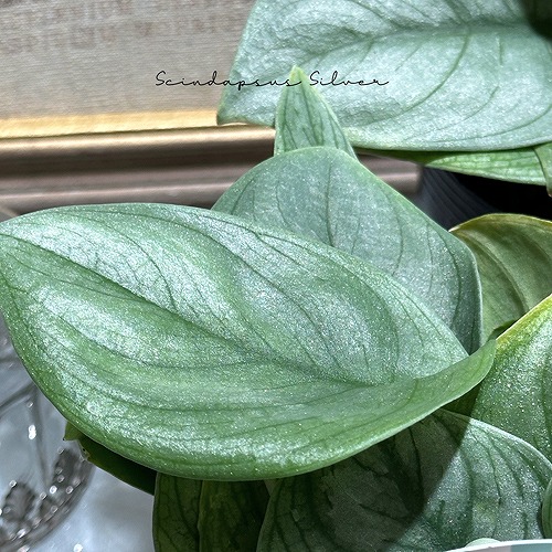 激レア　スキンダプサス　グリーンエメラルド　ミューテーション 限定1株 スキンダプサス グリーンエメラルド ミューテーション