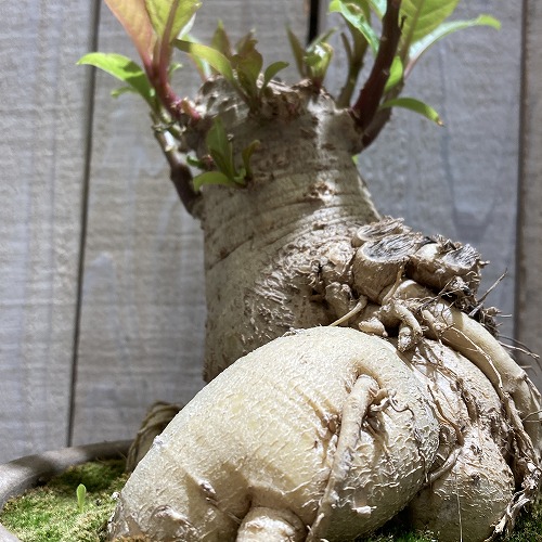 ペット植物　オンブー