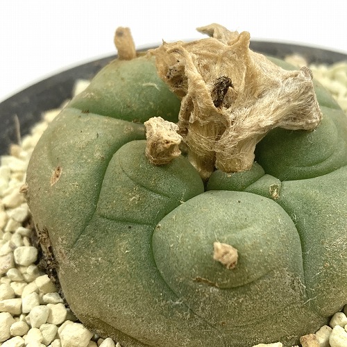 サボテン　ロホホラ　2株 サボテン：ロフォフォラ 銀冠玉 実生*幅8cm 現品！一品限り