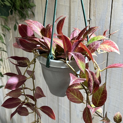 楽天市場】観葉植物 吊り下げ ホヤ(サクララン) ラクノーサ 5号吊り鉢