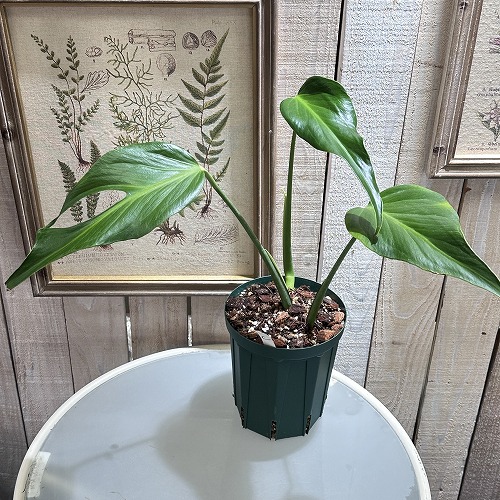 楽天市場】モンステラ バールマルクスフレーム 3.5号 ナロー アーバン