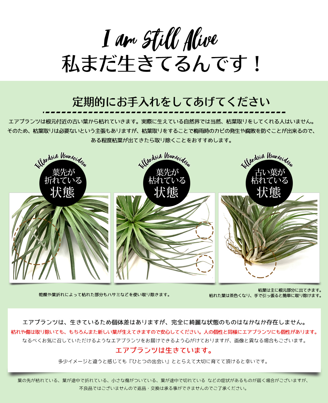 名入れ ギフト プレゼント 植物 エアープランツ 和モダン 陶器2個 流木セット エアプランツ 陶器 飾り砂付き エアプランツ チランジア ティランジア ハンキング インテリア 誕生日 丈夫 人気 育てやすい Giosenglish Com