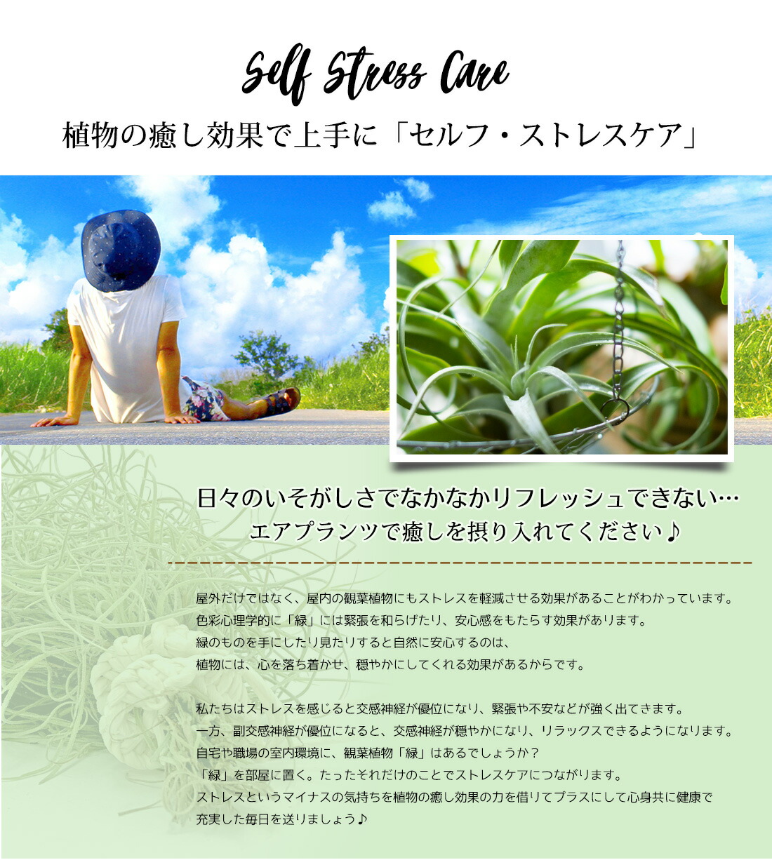 エアプランツチランジアキセログラフィカ【Sサイズ:15cm前後】エアープランツエアプランツ観葉植物ティランジアチランジア壁掛け吊り下げインテリア誕生日ギフト丈夫人気育てやすいハンキング