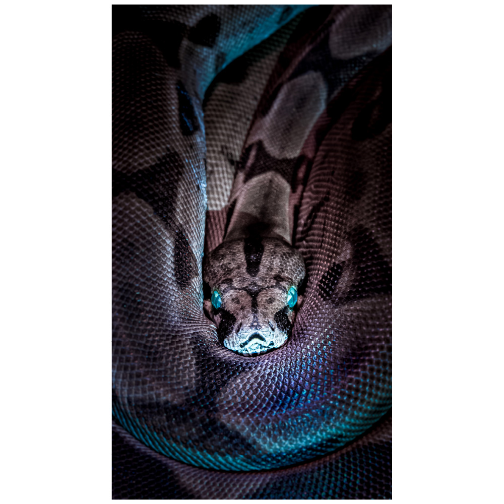 楽天市場 Mu3アクセント壁紙 蛇 ヘビ ウォールステッカー 日本製 爬虫類 アナコンダ スネーク 写真 ポスター シール ウォールステッカー専門店ルッカ