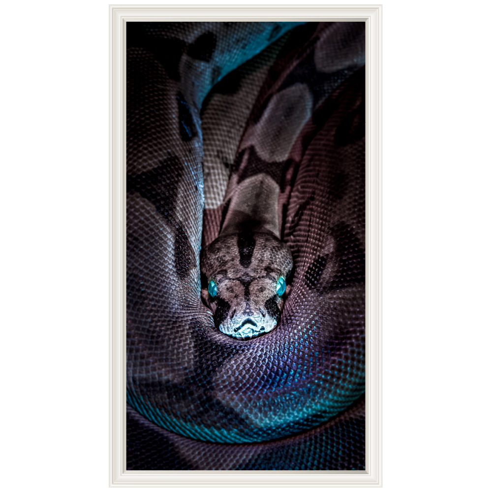楽天市場 Mu3アクセント壁紙 蛇 ヘビ ウォールステッカー 日本製 爬虫類 アナコンダ スネーク 写真 ポスター シール ウォールステッカー専門店ルッカ