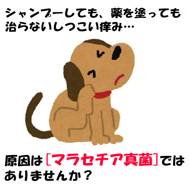 楽天市場 お徳用 あらいはま痒がるイヌ専用 1本10ml X 5本セット 犬用 いぬ用 かゆがる犬用 自然派 通販のお店 がいや