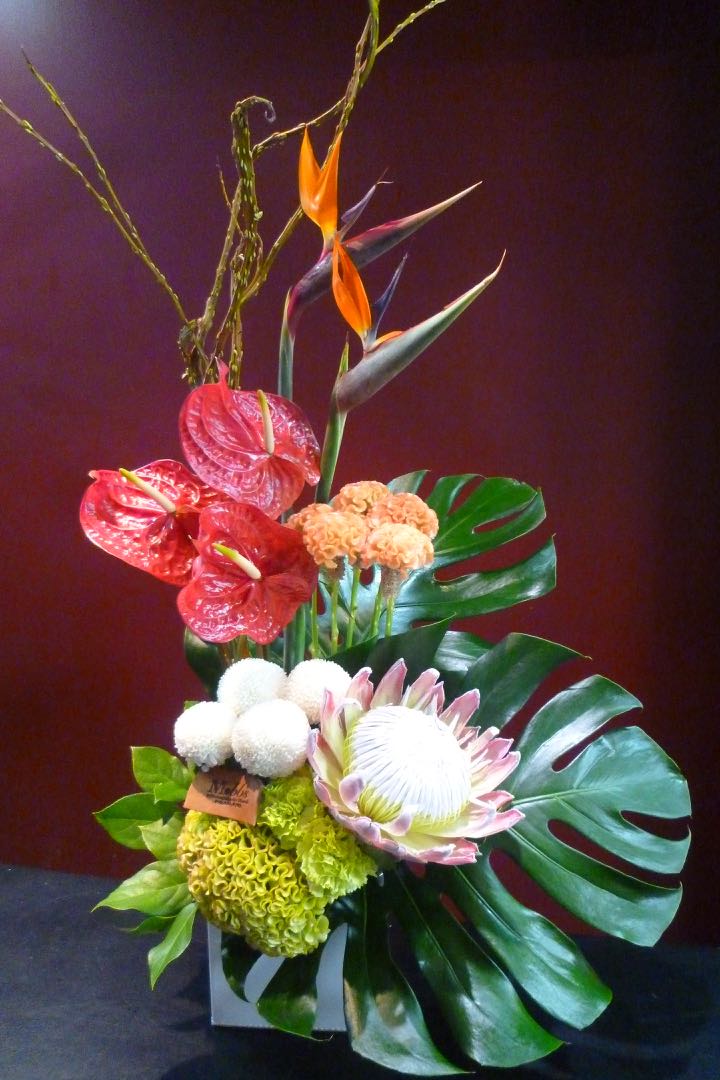 ストレチア ピンポン菊 KingProtea キングプロテア