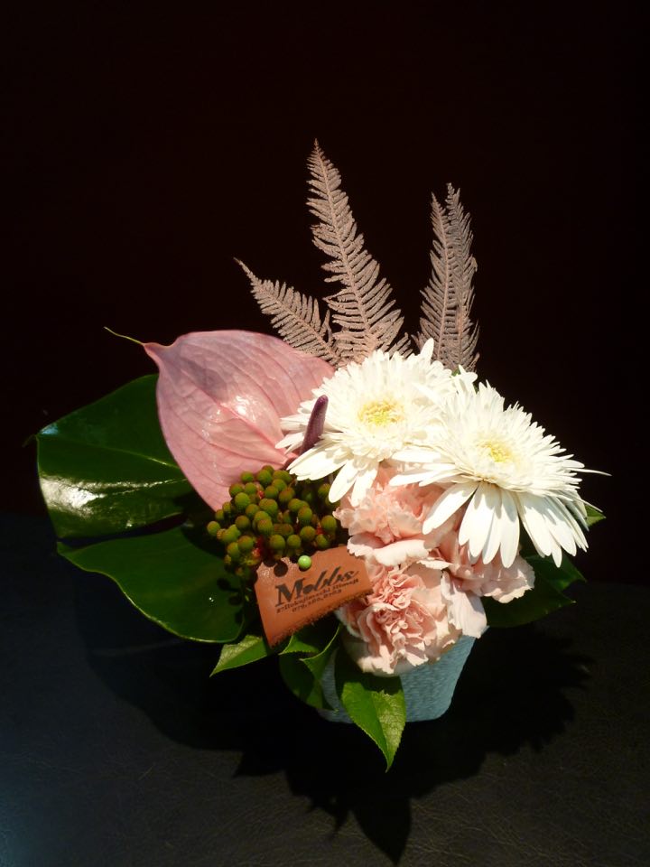 ガーベラ カーネーション アンスリューム バーゼリア 蟹シダ モンステラ Afic Association Org