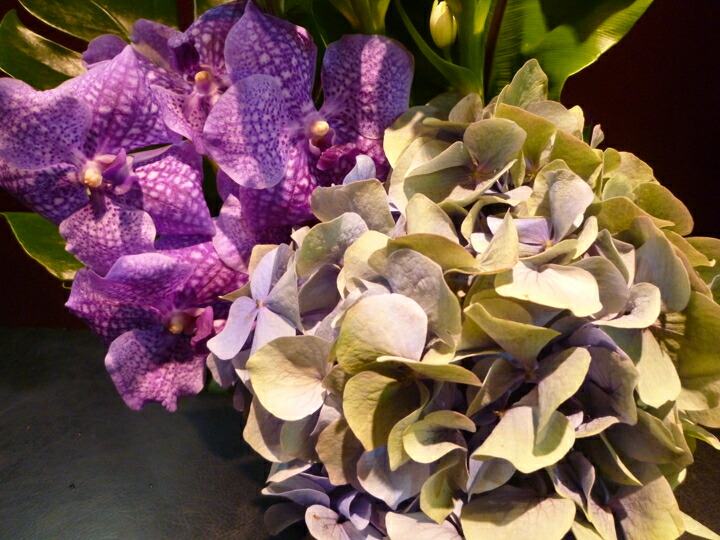 アレンジメント 季節のアジサイ 紫陽花 蘭 バンダ オーニソガラム 菊 アナスタシア モンステラ タニワタリ Marcsdesign Com