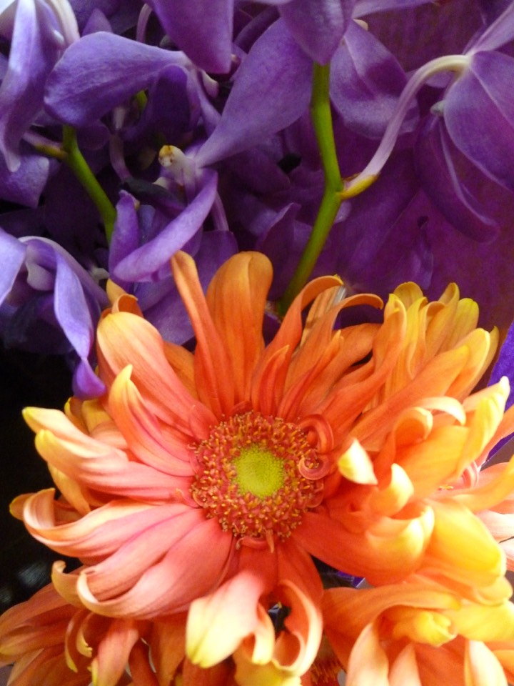 楽天市場 ガーベラ モカラ パープル 花束 フィロデンドロ Mobbs