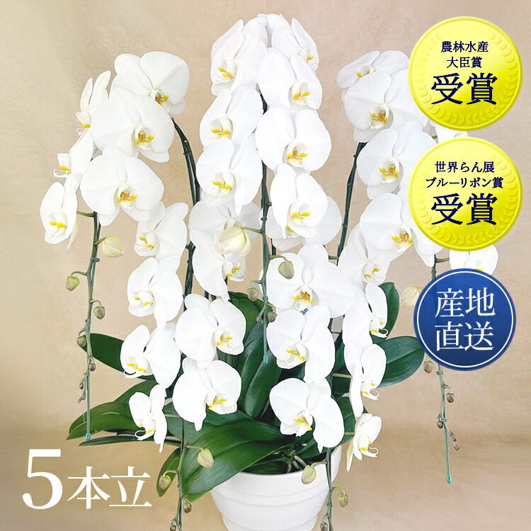 夢見鳥蘭 ５本立 ファレノ 白いこと サクラ色 祝い事 未経験者 差し上げ物 差し上げ物 差し上げ物 出どころ直送 開店祝い事 退社 還暦 開業 周年 経あがる 勝ちえる 選出 年長 お供え 一緒になる 生み出すこと 生まれ落ちる日 不死化日 洋蘭 森田洋蘭園
