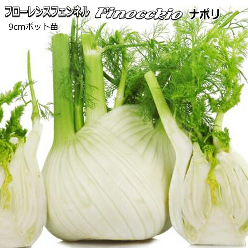 ふっくら太り 肉質香り本格派 フローレンス 正規品直輸入 フェンネル フィノッキオ ナポリ 9cmポット苗