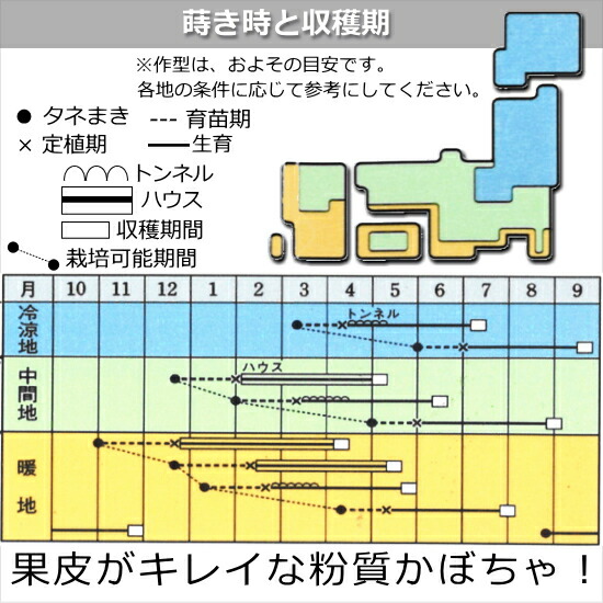 栗えびすかぼちゃ