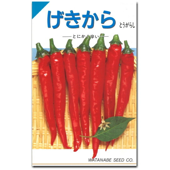 楽天市場】『 ビキーニョ 』 とうがらし 種子 20粒 トウガラシ 辛コレ