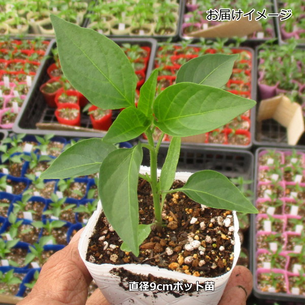 香り強く味わいがある 韓国 新製品情報も満載 中辛 とうがらし 9cmポット苗 トウガラシ