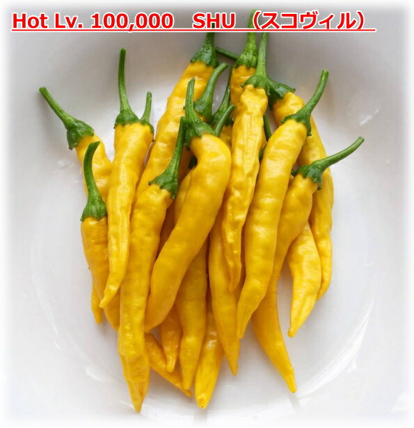 Hot Lv 100 000 Shu 黄金唐辛子 辛とうがらし 9cmポット苗 Sale 98 Off スコヴィル トウガラシ