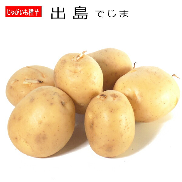 楽天市場 秋植え用じゃがいも キタアカリ 芽出し苗 ジャガイモ なえ屋 楽天市場 秋植え用じゃがいも キタアカリ 芽出し苗 ジャガイモ なえ屋