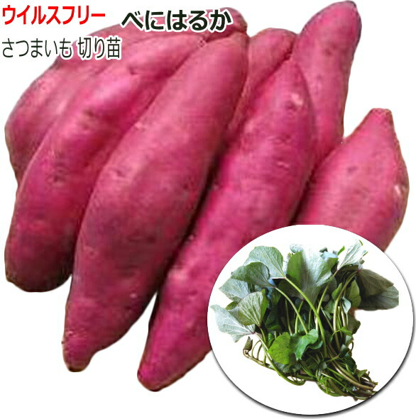さつまいも苗【紅はるか１００本】【ウイルスフリー切り苗】 楽天市場】さつまいも苗 紅はるか苗100本 送料無料 切り苗