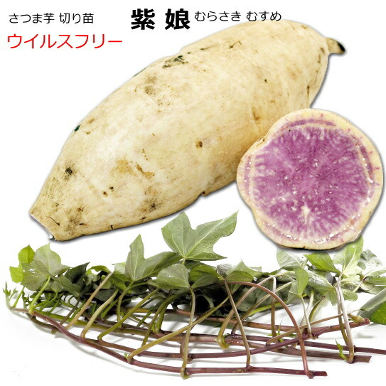 楽天市場】サツマイモ苗 紅あずま＆鳴門金時 苗20本（各10本