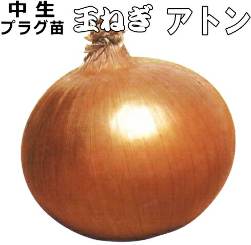 楽天市場】玉ねぎ苗 【予約】 【 中晩生 甘玉（七宝甘70） 】 約100本
