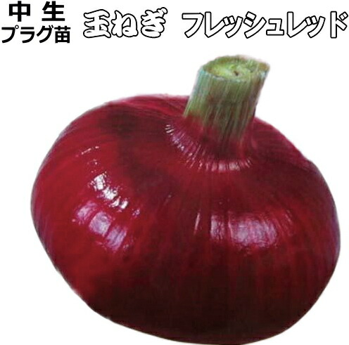 楽天市場】タマネギ苗 赤玉ねぎ苗フレッシュレッドポット苗「4個