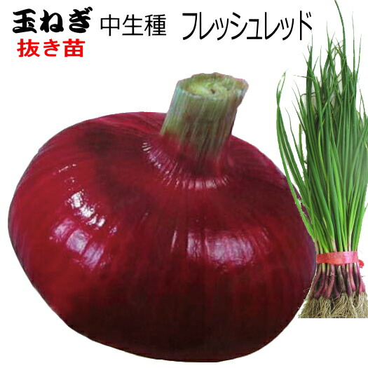 楽天市場】タマネギ苗 赤玉ねぎ苗フレッシュレッドポット苗「4個
