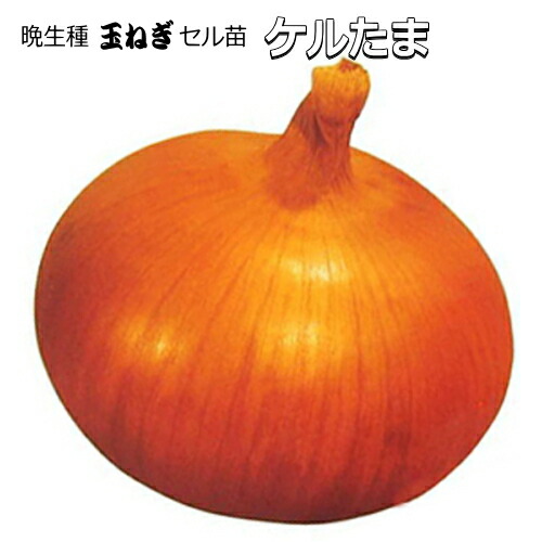 楽天市場】【良品】ケルタマ エスエス苗(玉ねぎ苗) エスエス苗5レーン