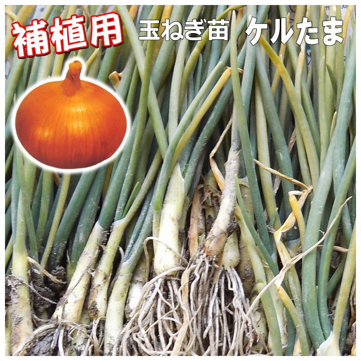 楽天市場】「即納品」タマネギ苗(泉州玉ねぎ苗)3号ポット苗4個(J01